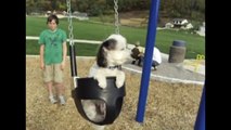 Funny animals Just A Dog On A Swing