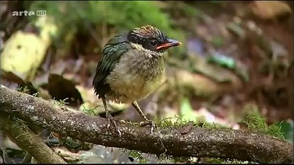 Au cœur des forets humides  le secret de la vie   Documentaire entier 2014