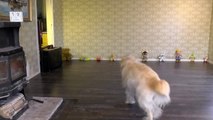 Goldendoodle training - Speedy Golden Retriever Poodle mix Ally doing funny tricks. B set65 2015