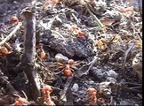 Ant Wars: Red Vs. Black - Ants go marching on (sound Choice)