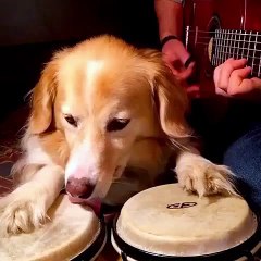 Dog Playing Bongos