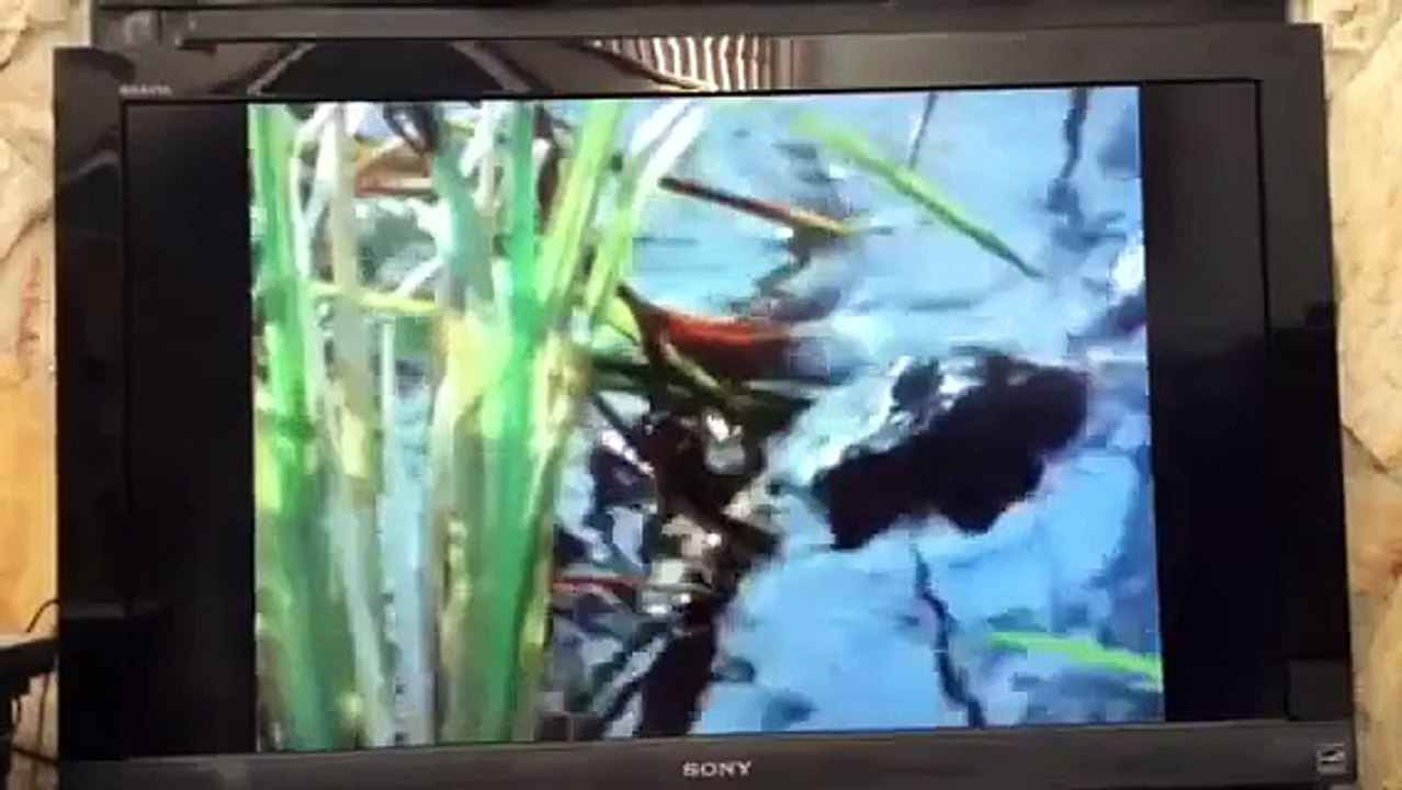 Animal face off American alligator