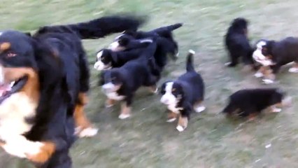Bernese Mountain Dog Puppies