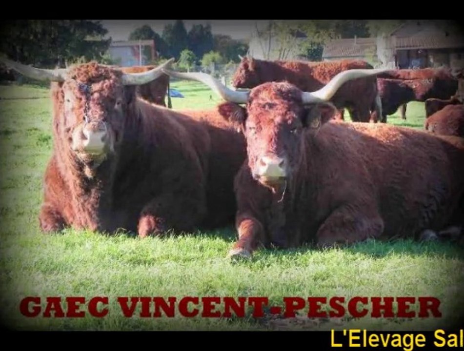 Grand succès du GAEC VINCENT-PESCHER au Concours Salers 2015 Saint Amand Roche Savine / Salers Breeding Zucht Ganado