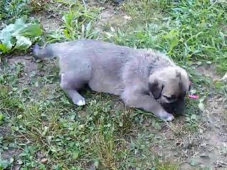 kangal pups june 19 2010