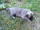 kangal pups june 19 2010