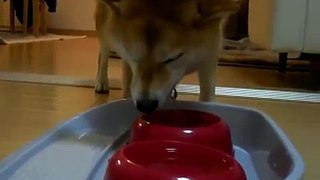 旺盛！カリカリを食べる柴犬