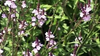 Bach Flower Remedies - Vervain