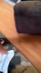 Dog Reacts To The Arrival Of His New Baby Sister