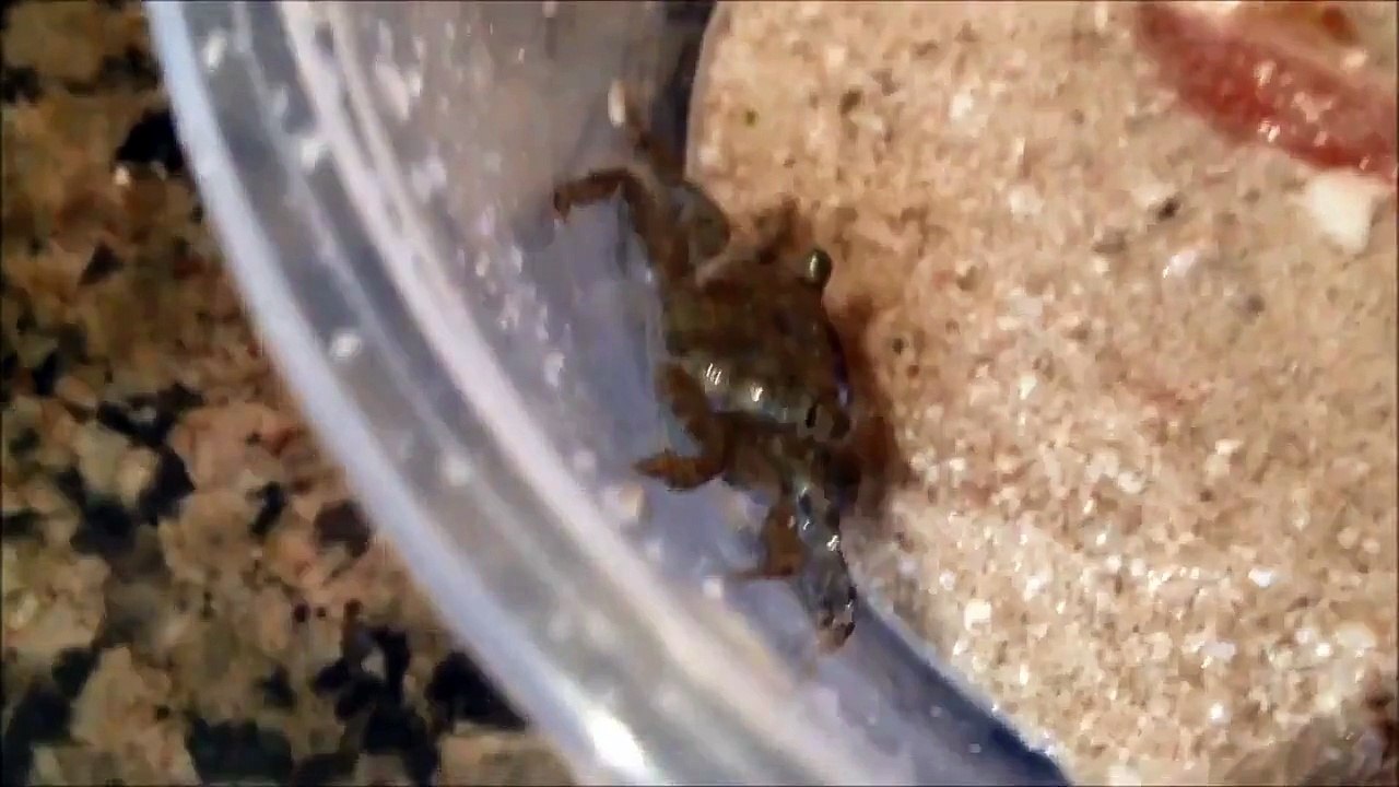 Mala Mala Game Reserve Kruger National Park South Africa Little Crab ~ Best Funny Animals 2014