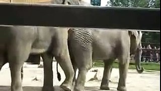 Elephants    5