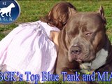 Dangerous XL Bully Pitbull Viciously attacks Landlord and Child and gets killed: Big Gemini Kennels