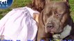 Dangerous XL Bully Pitbull Viciously attacks Landlord and Child and gets killed: Big Gemini Kennels