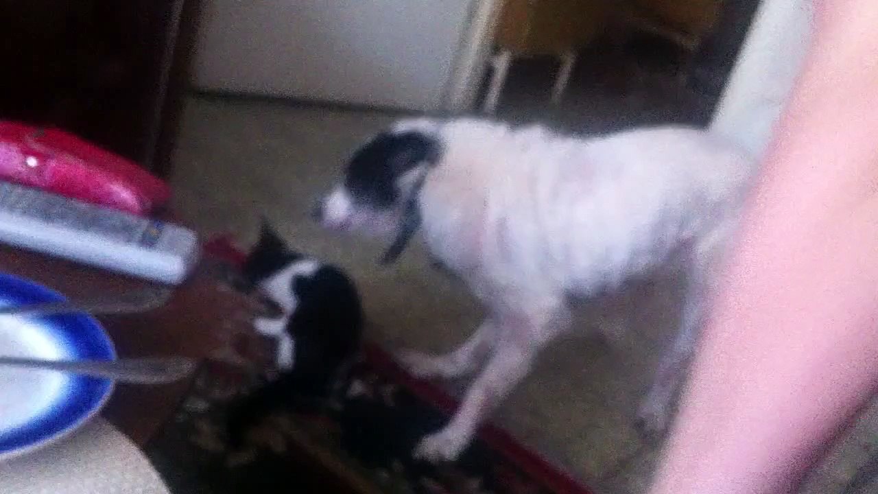 Funny video with Cat & Dog