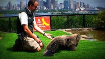 Andean Condor Chick at Taronga Zoo