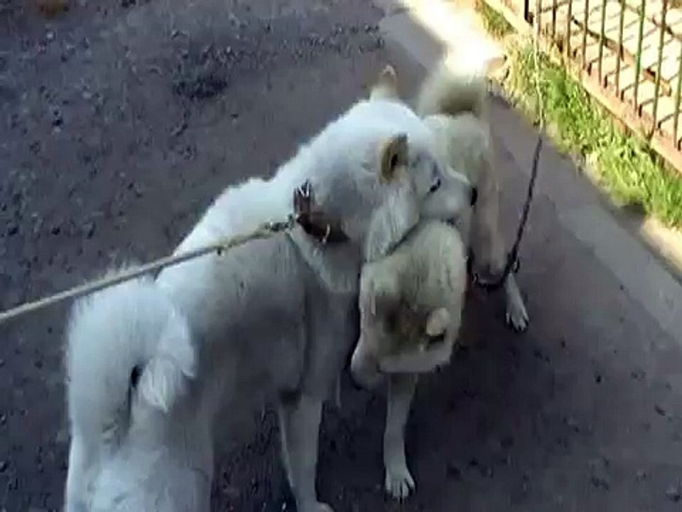 北海道犬兄弟２年ぶりの再会