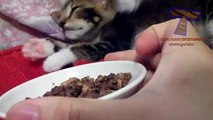 Sleeping cats and dog react to food - Funny and cute animal compilation