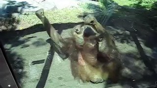 break dancing masturbating monkey