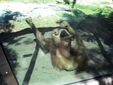 break dancing masturbating monkey