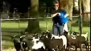 What Happens When Goats Get Scared