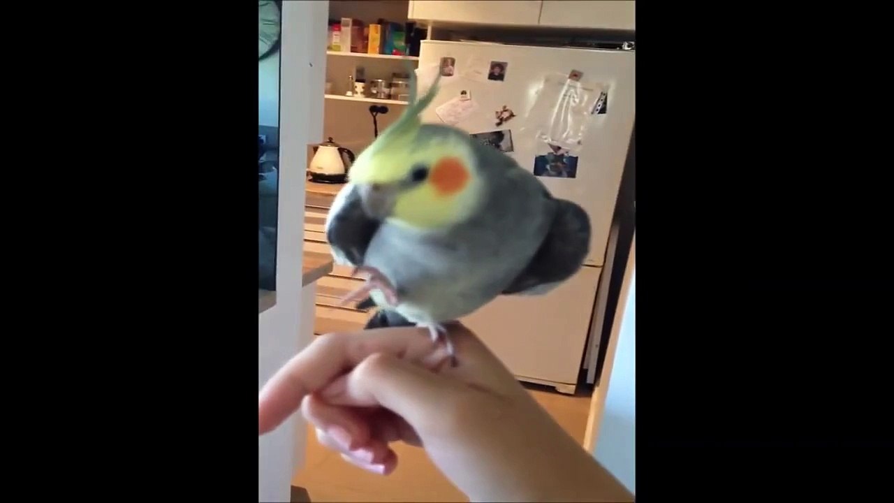 Bird singing dubstep! (PSYCHE FIX REMIX)
