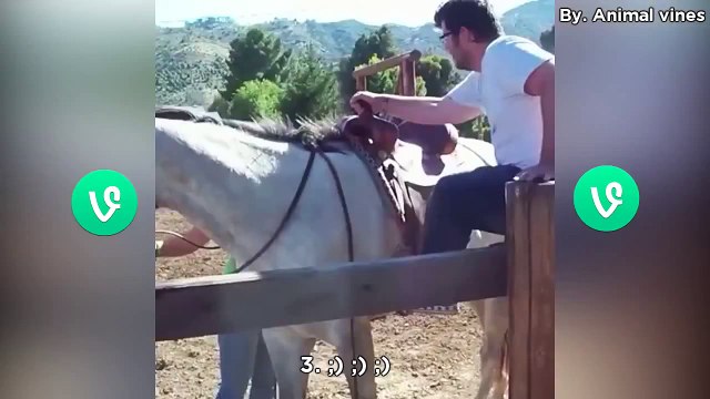Pet and Animal Vine Compilation 2015 funny animals Vines ● 2015 | funny animals compilation