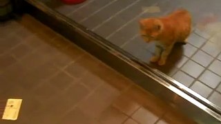 扉の向こうの猫とキティとの戦い