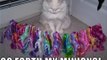 funny pics of sonic,mlp,and cats X3