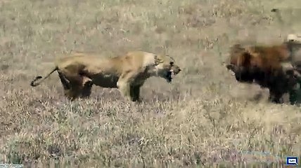Lionesses Attacking Lion.