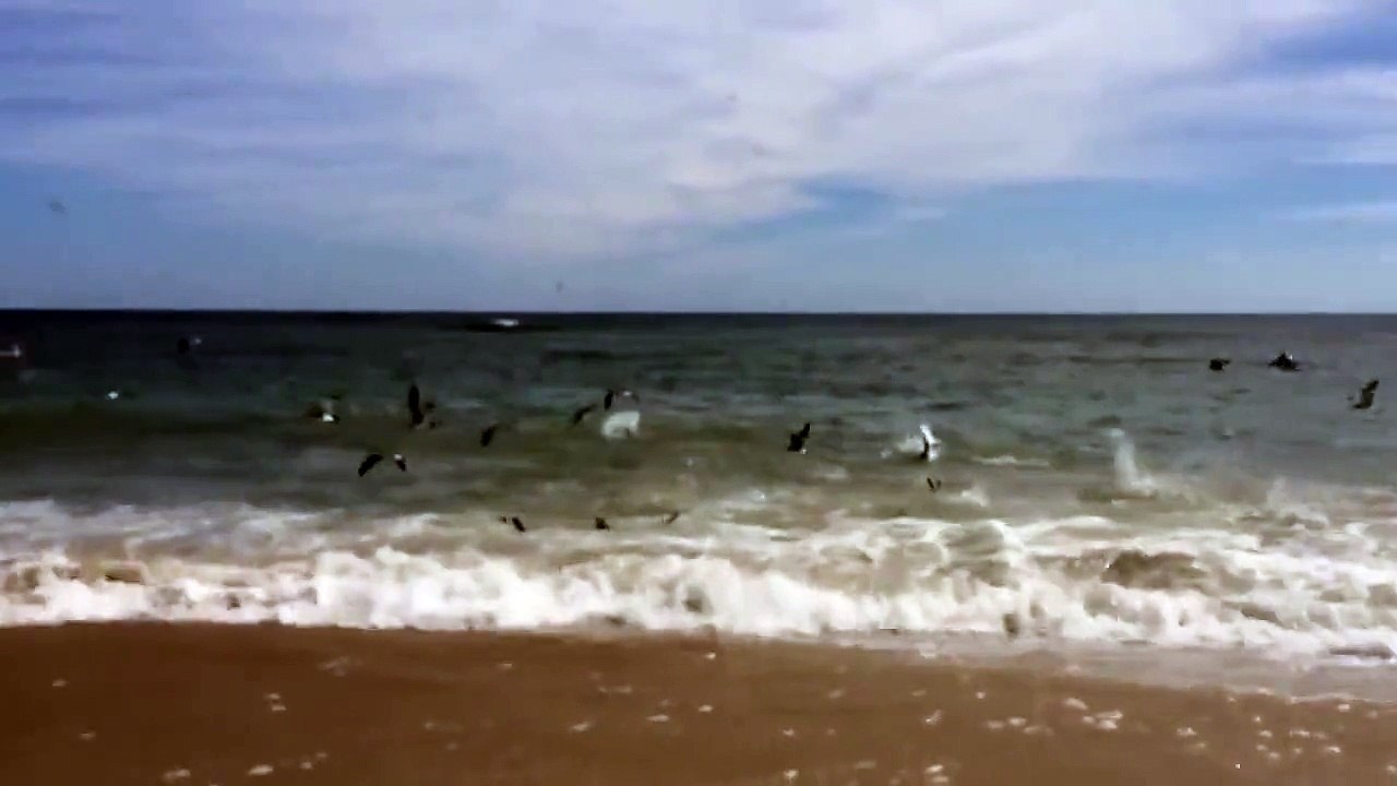 Sharknado!