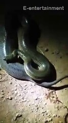 Female Snake giving kids