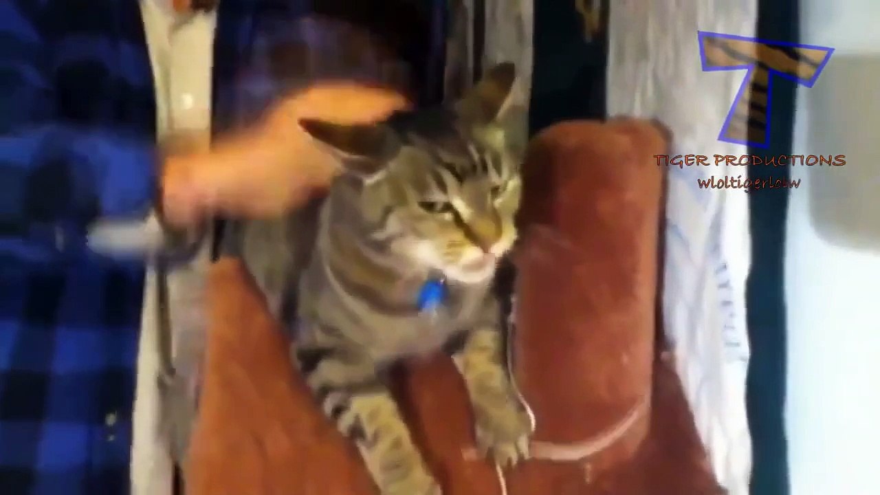 Animales Gritando Y Haciendo Ruidos Raros - Compilación De Sonido Divertido Animal De La Parte 2