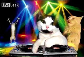 Kitty Cat Dance Party Music Video Extravaganza