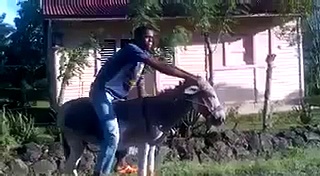 Funny Fail Esel als Motorrad