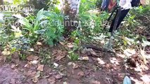 Fearless Man Captures 15 foot King Cobra with his Bare Hands