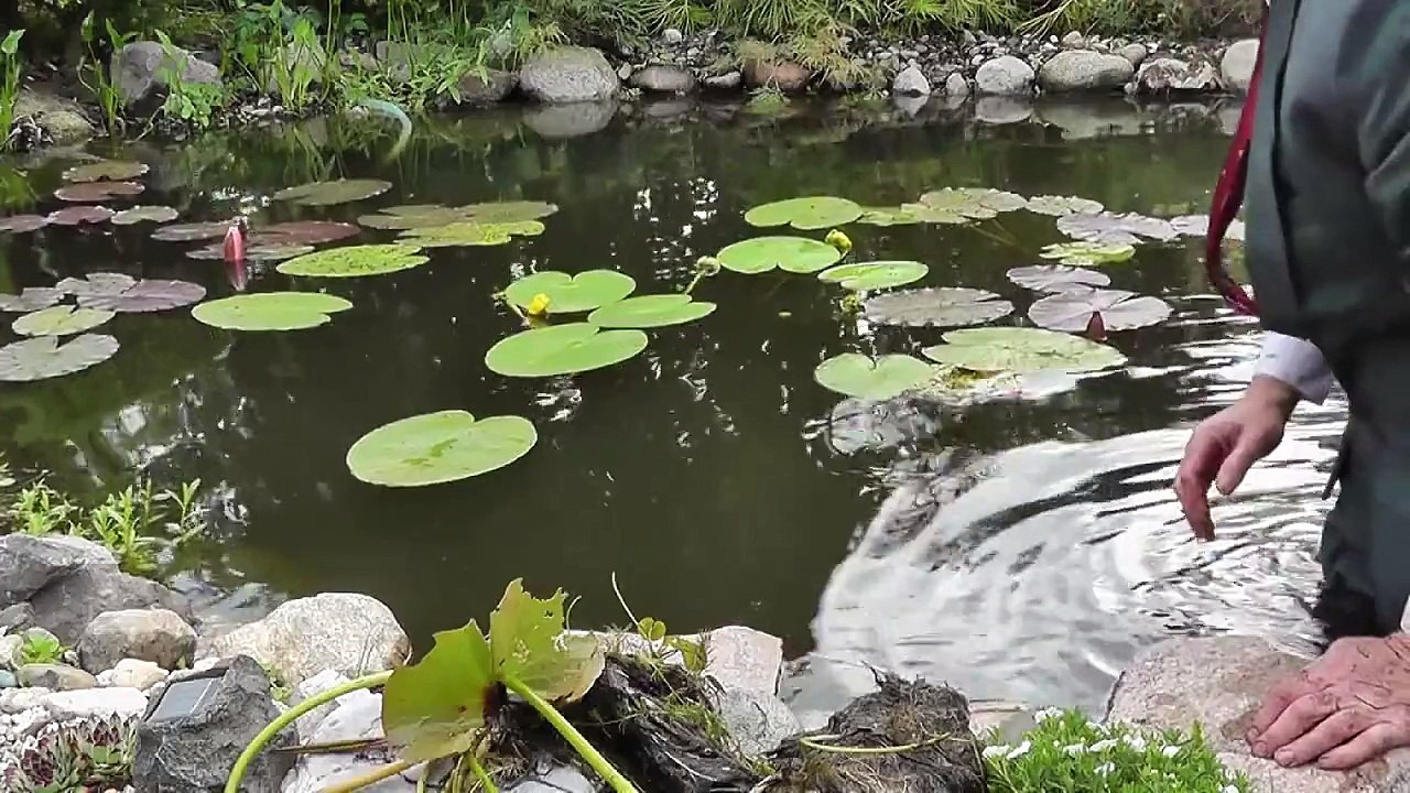 How to plant water lilies in a deep pond ? video Dailymotion