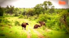 Top 5 Lion Kills Animal Lion Fight to Death AMAZING VIDEO!