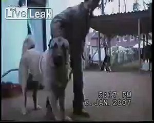 Huge Kangal roars like a lion
