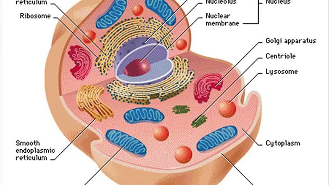 animal cell nuclear membrane