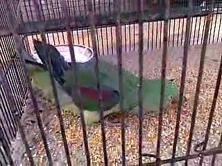 Ringneck Parrot Talking  Pakistan