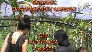 Organic Dragon Fruit Pithaya Pitahaya Harvest Australia 2011