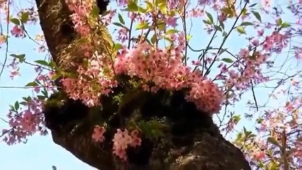 Sibel Can Taht Kurmuşsun Kalbime