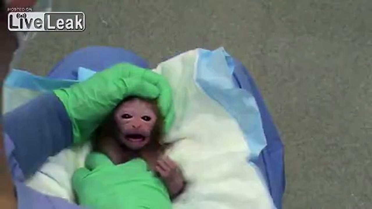 Baby Monkey Experiments Exposed | National Institutes of Health