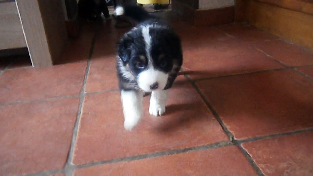 lasca