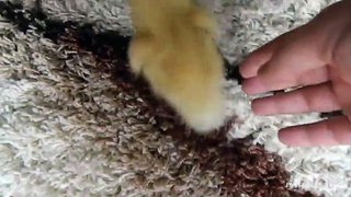 I Are Cute Duckling AWW - Funny Baby Duck Animal