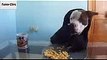 Funny Videos Funny Animal Odin Eating Like a Person