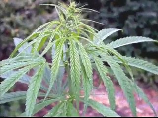 Zona ganjah quieren llevarnos