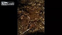 Time Lapse - Ants eating a Lizard in 11 hours!!
