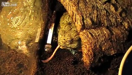 *LIVE FEEDING* â-BRUTAL FROG VS KOI-FISH-â