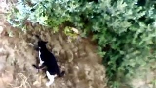 Ushuaia nature spéciale chat sauvage d'Algérie